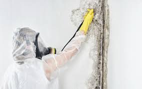 Best Industrial Mold Remediation  in Johnston City, IL